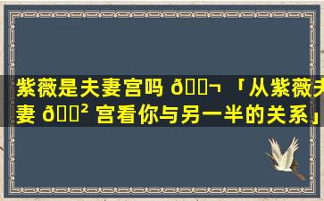 紫薇是夫妻宫吗 🐬 「从紫薇夫妻 🌲 宫看你与另一半的关系」